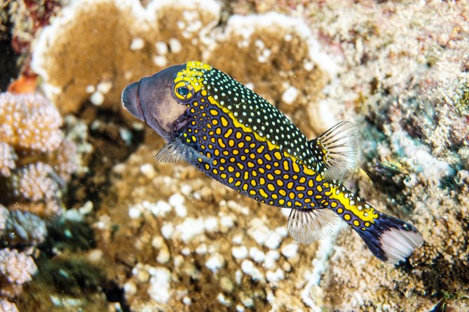 1/2 day Tahaa coral garden - departure Raiatea / ideal for cruise passengers - Key points at a glance