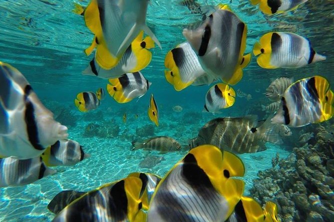1/2 day Tahaa coral garden - departure Raiatea / ideal for cruise passengers - Water shoes, equipment, and what to bring