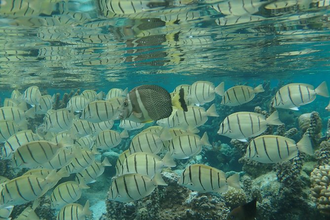 1/2 day Tahaa coral garden - departure Raiatea / ideal for cruise passengers - Tide, current, and the condition of the coral