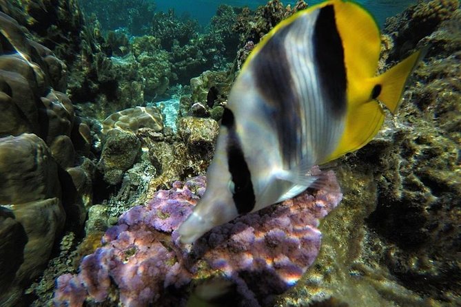 1/2 day Tahaa coral garden - departure Raiatea / ideal for cruise passengers - Is $144.54 a fair price?