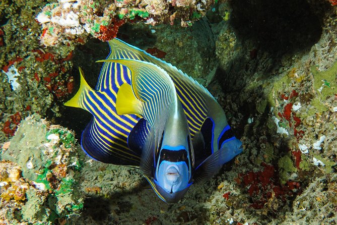 1/2 day Tahaa coral garden - departure Raiatea / ideal for cruise passengers - Who should book this coral garden trip?