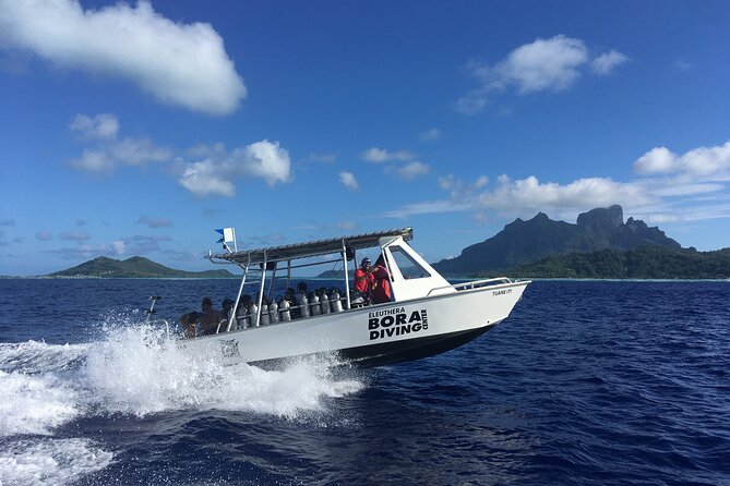 1 Afternoon Dive for Certified Divers in Bora Bora - Why this afternoon session works so well in Bora Bora
