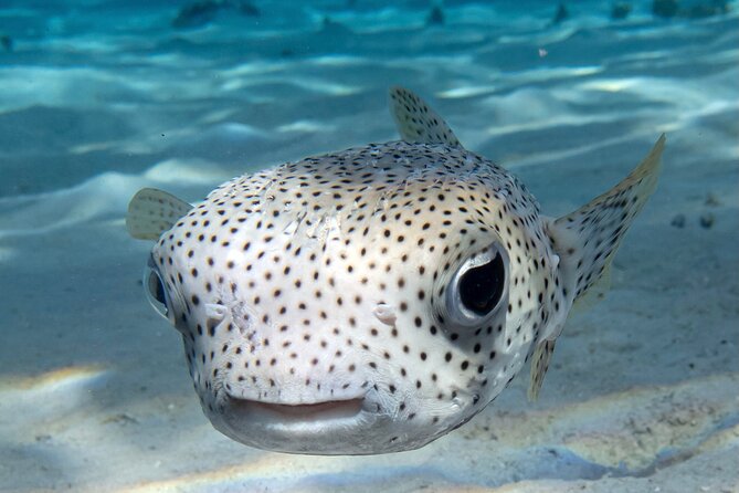 1 Afternoon Dive for Certified Divers in Bora Bora - What the afternoon usually involves