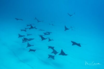 1 Afternoon Dive for Certified Divers in Bora Bora