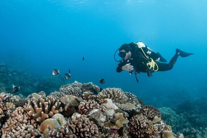 1 Afternoon Dive for Certified Divers in Bora Bora - Rays, sharks, and the luck of the site