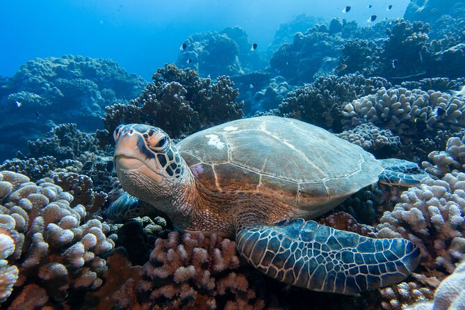 1 Afternoon Dive for Certified Divers in Bora Bora - Is $123.78 a fair price?