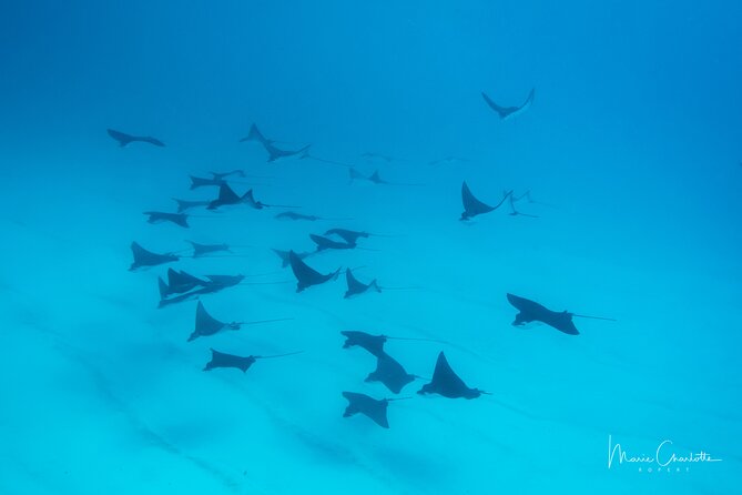 1 Afternoon Dive for Certified Divers in Bora Bora - A small group, not a crowded boat routine