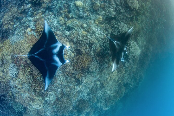 2 Dives in the morning for certified divers in Bora Bora - Key points for your Bora Bora morning