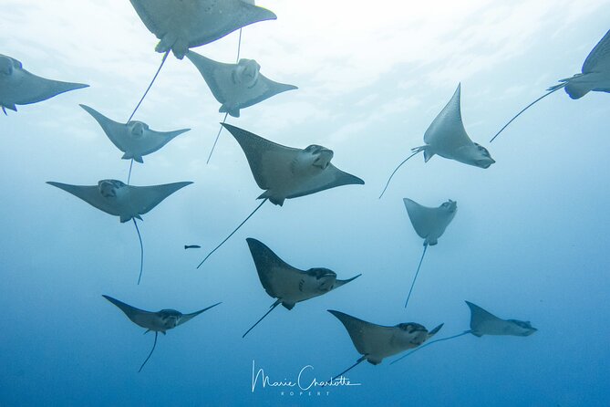 2 Dives in the morning for certified divers in Bora Bora - The first site: reef life, sharks, and coral