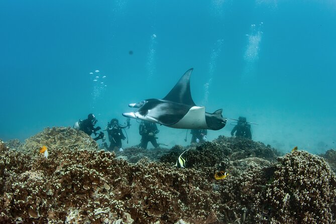 2 Dives in the morning for certified divers in Bora Bora - Equipment, boat comfort, and the break between sessions