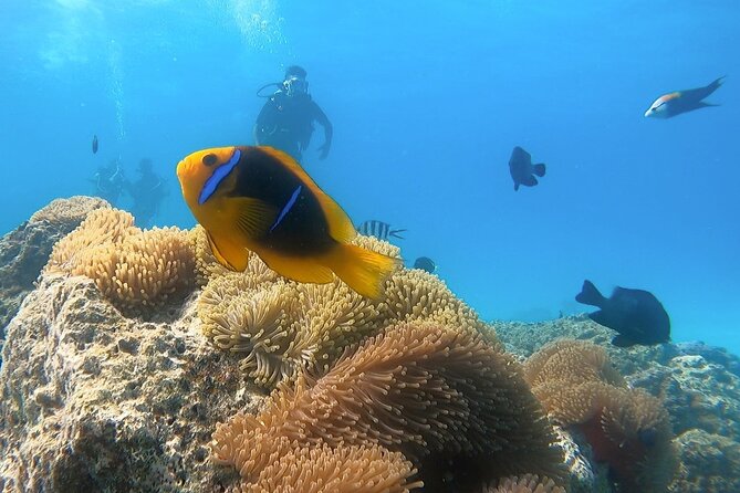 2 Dives in the morning for certified divers in Bora Bora - The lagoon session and Bora Bora’s manta rays