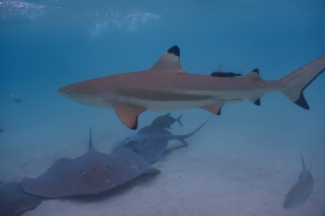 2 hours discovery tour of Moorea by Jet Ski - The Motus Wildlife Stop With Rays and Reef Sharks