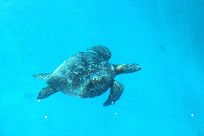 3-hour Lagoon Snorkeling Tour - Shared Tour - Stop two: coral gardens, fish, and changing conditions
