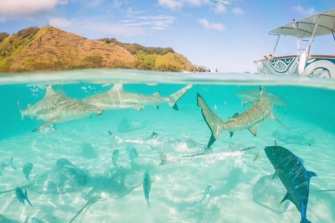 3-hour Lagoon Snorkeling Tour - Shared Tour - Fruit, drinks, and a taste of island hospitality