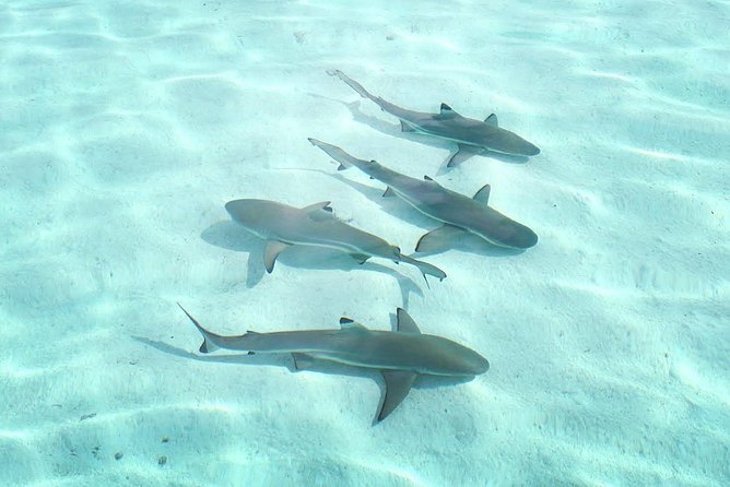 3-hour Lagoon Snorkeling Tour - Shared Tour - Why the guides matter here