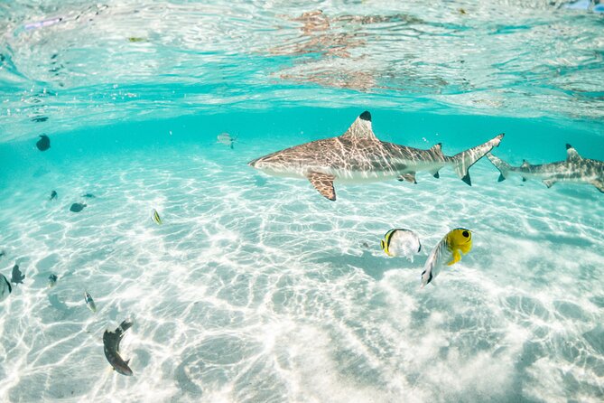 3-Hour Snorkeling Tour - What $121.46 buys you