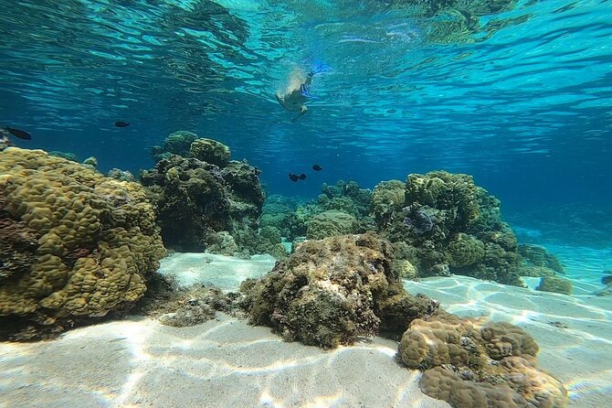 3h dolphin and snorkeling tour in a wild lagoon with Mobydick - The morning search for spinner dolphins