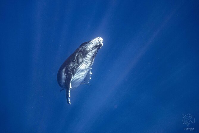 3h dolphin and snorkeling tour in a wild lagoon with Mobydick - Why the guide matters more than the dolphin count