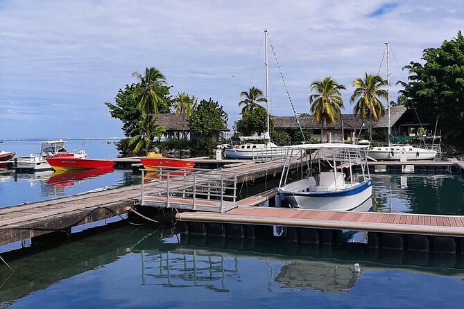 3h dolphin and snorkeling tour in a wild lagoon with Mobydick - The real value of the $144.54 price