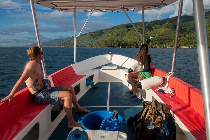 3h dolphin and snorkeling tour in a wild lagoon with Mobydick - Choosing the best departure time