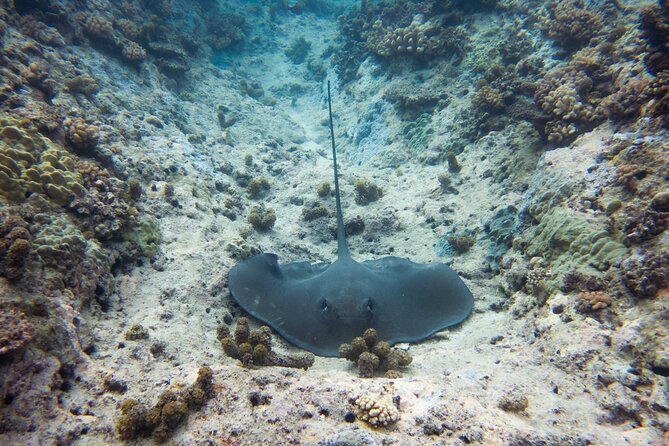 3h dolphin and snorkeling tour in a wild lagoon with Mobydick - Snorkeling among Mara’a’s coral formations