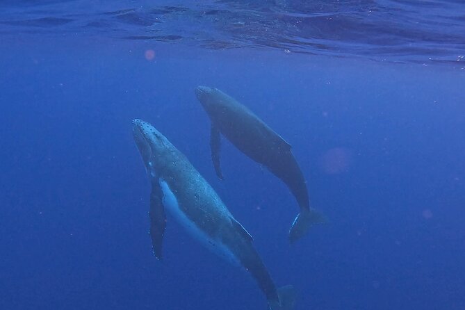 4 Hour Private Humpback Whales Encounter in Moorea - Moorea’s humpback season gives this trip its purpose