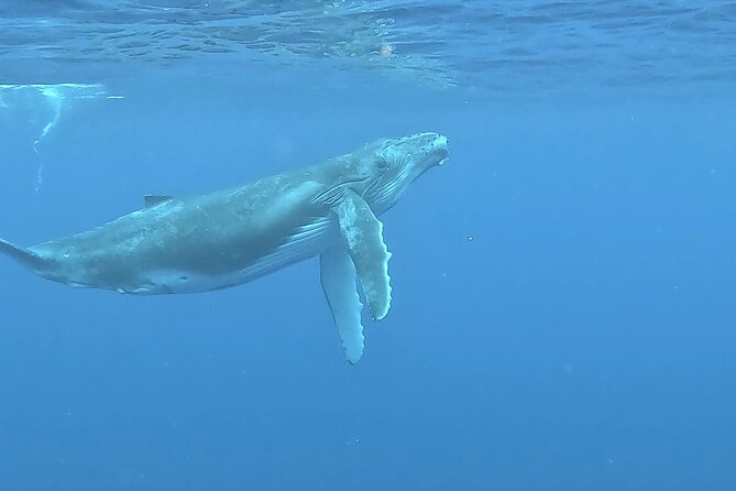 4 Hour Private Humpback Whales Encounter in Moorea - A private group changes the value calculation
