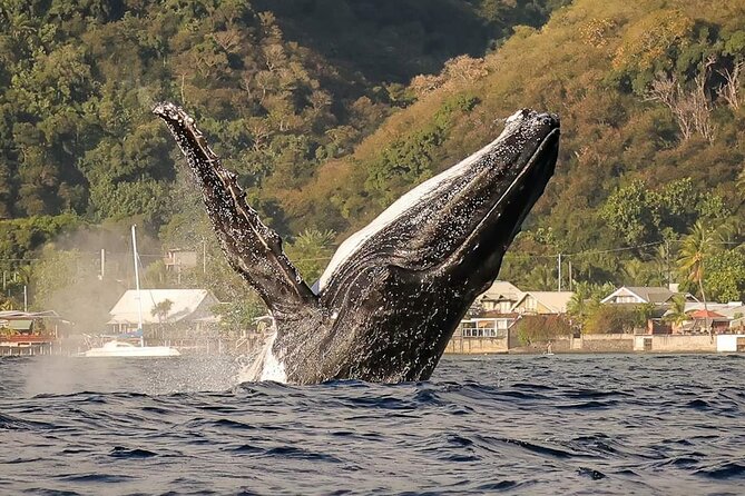 4 Hours of Humpback Whale Watching in Tahiti - Key points to know before you book