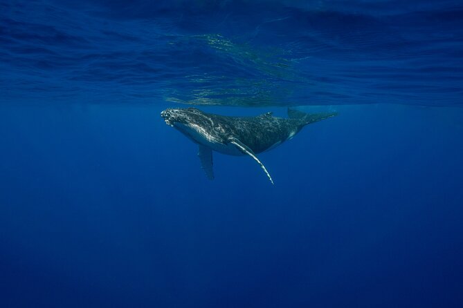 4 Hours of Humpback Whale Watching in Tahiti - What the naturalist guides add