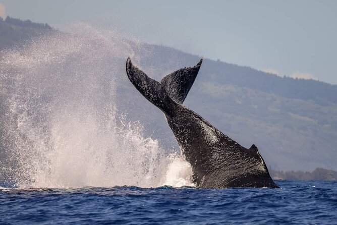 4 Hours of Humpback Whale Watching in Tahiti - The value of a small group and spacious boat
