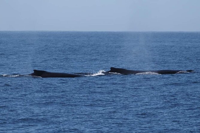 4 Hours of Humpback Whale Watching in Tahiti - Timing, meeting point, and booking details