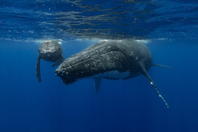 4 Hours of Humpback Whale Watching in Tahiti - Watching from the boat before entering the water