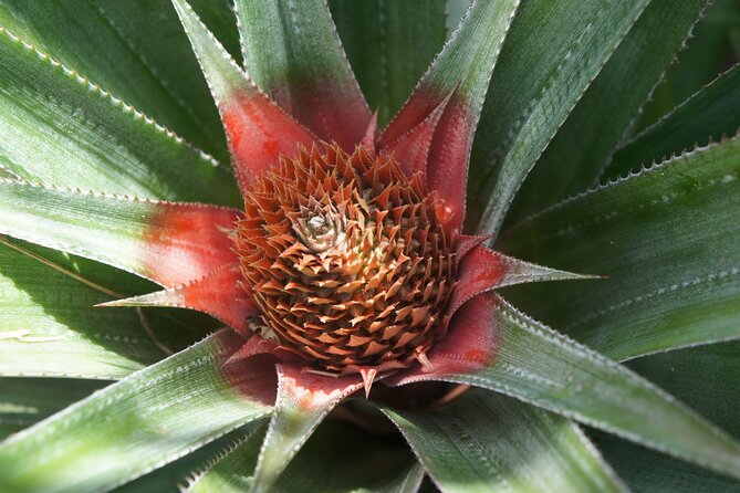4x4 Tour – Culture, Crafts and Agritourism in Raiatea - A working fa’apu, not a staged farm visit
