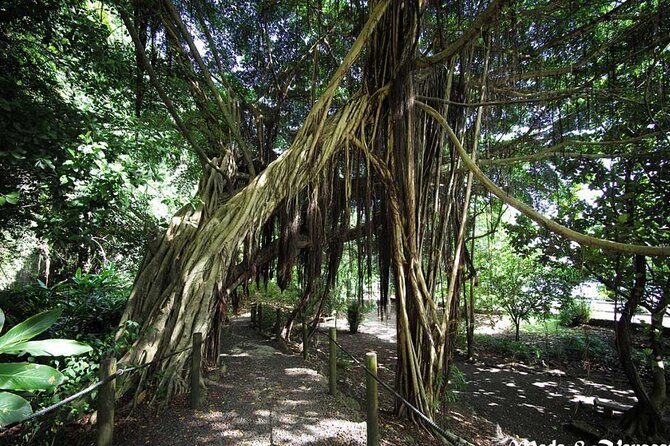 5 Hours Tahiti Island Tour - West and East Coast - Why the guide can make or break the day