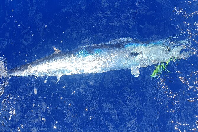 A Day of Big Game Fishing in a small group - Lunch, punch, and the catch of the day