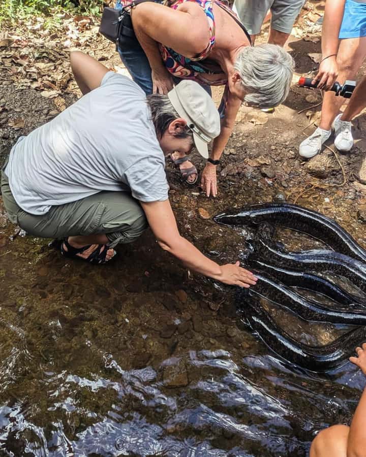 Albert Tours Excursion Safari - Moorea Safari tours&pick up - River crossings and freshwater eels