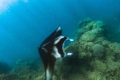 An Immersed Day in Bora Bora with O-sea