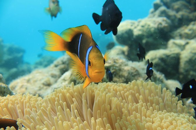 Aqua Safari Introductory Helmet Dive (Underwater Walk) - Photos, cameras, and what you actually take home