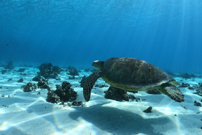 Best Way to Interact with Ocean Wildlife with Lunch. 6H - Small groups and guide support