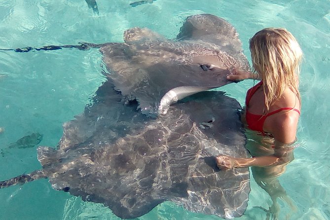 Best Way to Interact with Ocean Wildlife with Lunch. 6H - What to bring and what to check before departure