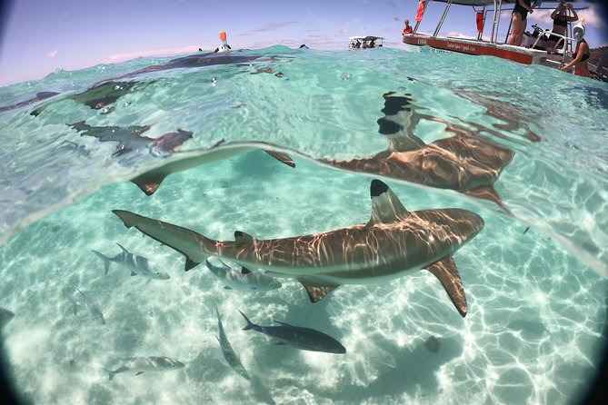 Best Way to Interact with Ocean Wildlife with Lunch. 6H - Is $174.02 a fair price?