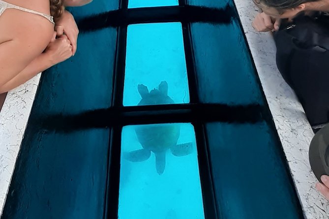 Best Way to Interact with Ocean Wildlife with Lunch. 6H - FAQ