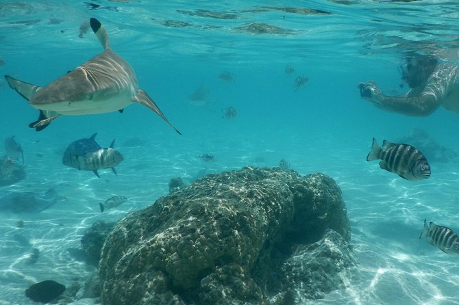 Boat tour 1/2 day Excursion in the lagoon of Moorea - Is $121.46 a fair price?