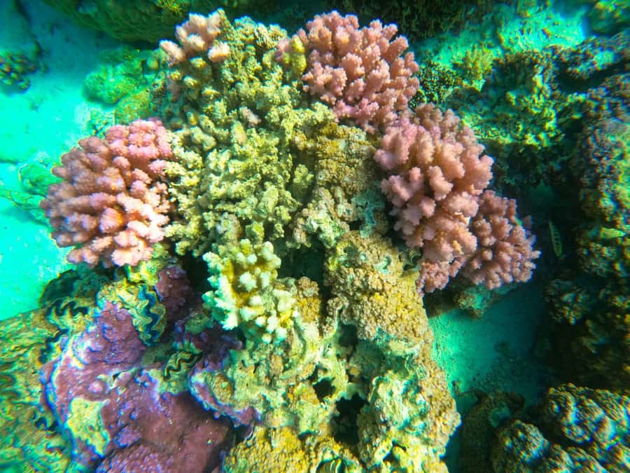 Bora Bora: 1/2 day Coral Discovery tour - Shared tour - What Yann adds to the experience