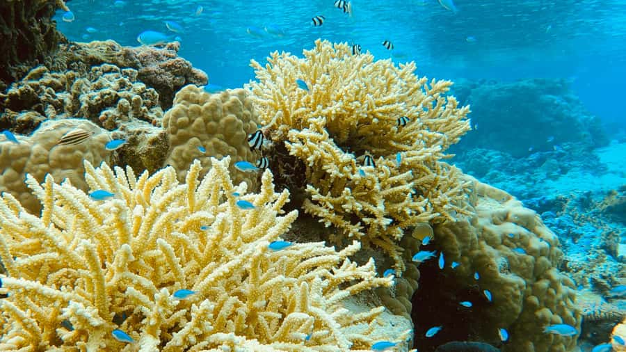 Bora Bora: 1/2 day Coral Discovery tour - Shared tour - What is included, and what you still need to bring