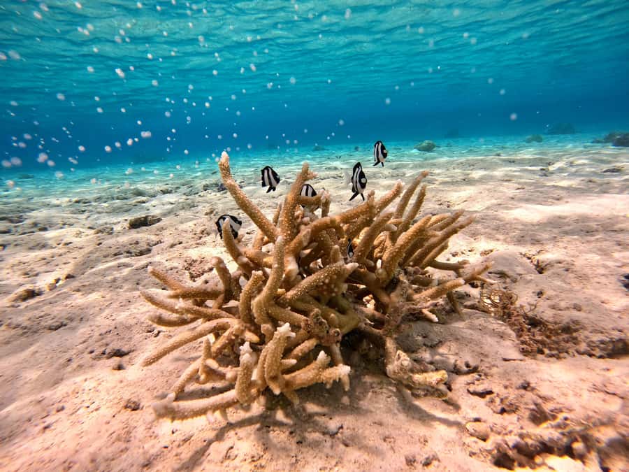 Bora Bora: 1/2 day Coral Discovery tour - Shared tour - Is $148 a fair price?