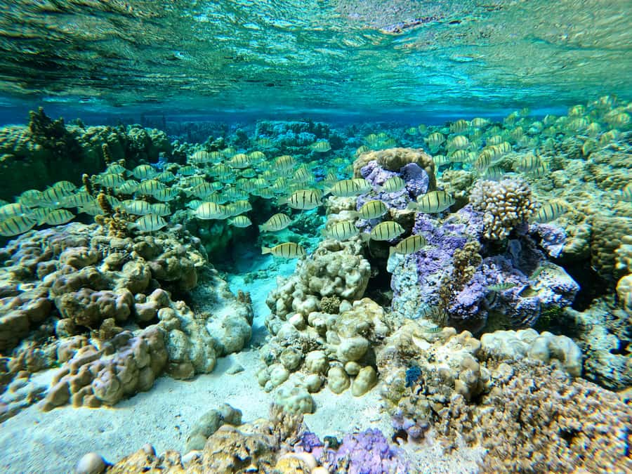 Bora Bora: 1/2 day Coral Discovery tour - Shared tour - Who will enjoy this most?
