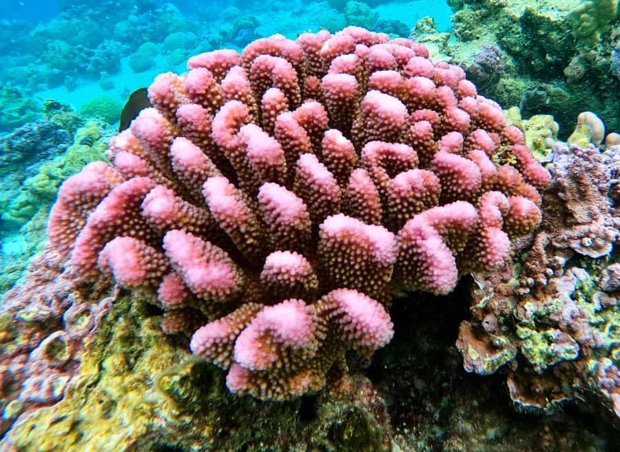 Bora Bora: 1/2 day Coral Discovery tour - Shared tour - Practical snorkeling advice for the three-stop route