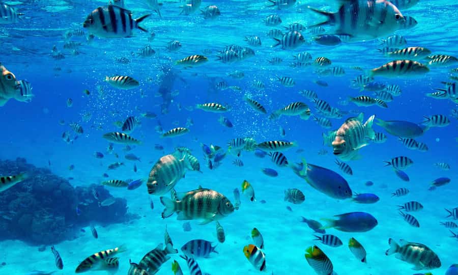 Bora Bora: 1/2 day Coral Discovery tour - Shared tour - Three stops, three views of Bora Bora’s underwater world