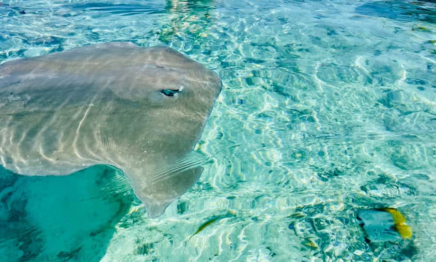 Bora Bora: 1/2 day lagoon safari - Shared tour - What this half-day safari actually gives you